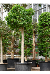 Ficus Microcarpa Nitida (300-380)