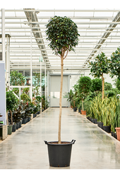 Ficus Benjamina Danielle