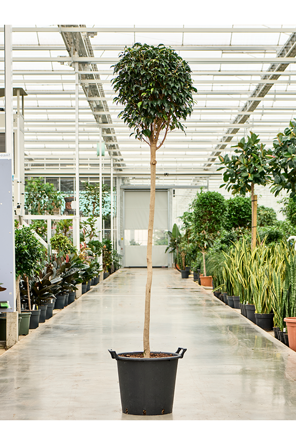 Ficus Benjamina Danielle