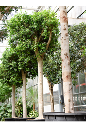 Ficus Microcarpa Nitida