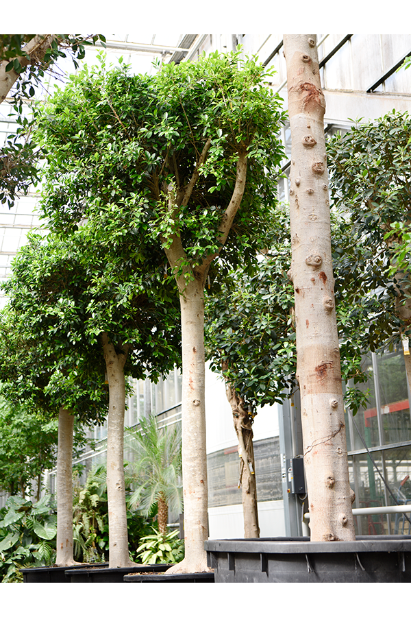 Ficus Microcarpa Nitida