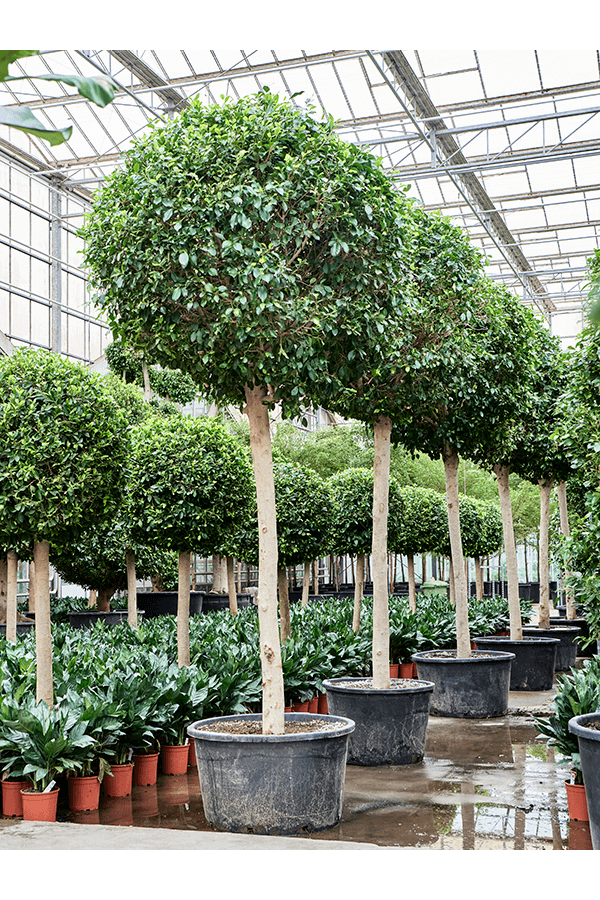 Ficus Microcarpa ‘Nitida’