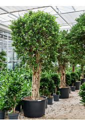 Ficus Microcarpa Nitida