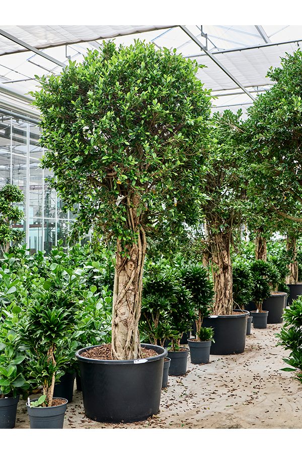 Ficus Microcarpa Nitida