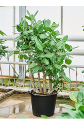 Ficus Benghalensis