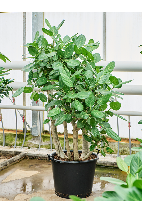Ficus Benghalensis