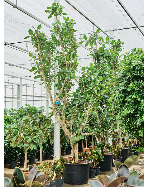 Ficus