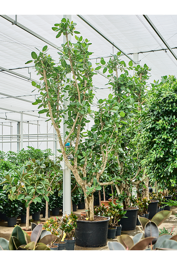 Ficus Benghalensis