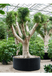 Ficus Microcarpa Nitida