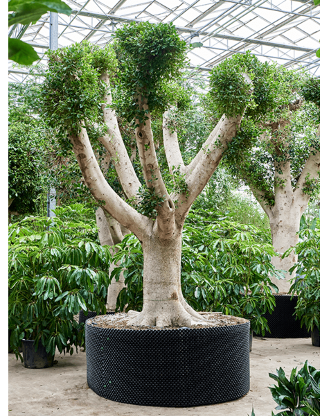 Ficus