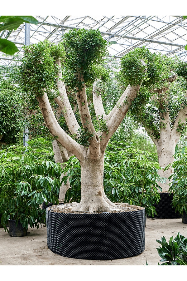 Ficus Microcarpa Nitida