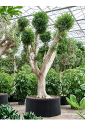 Ficus Microcarpa Nitida
