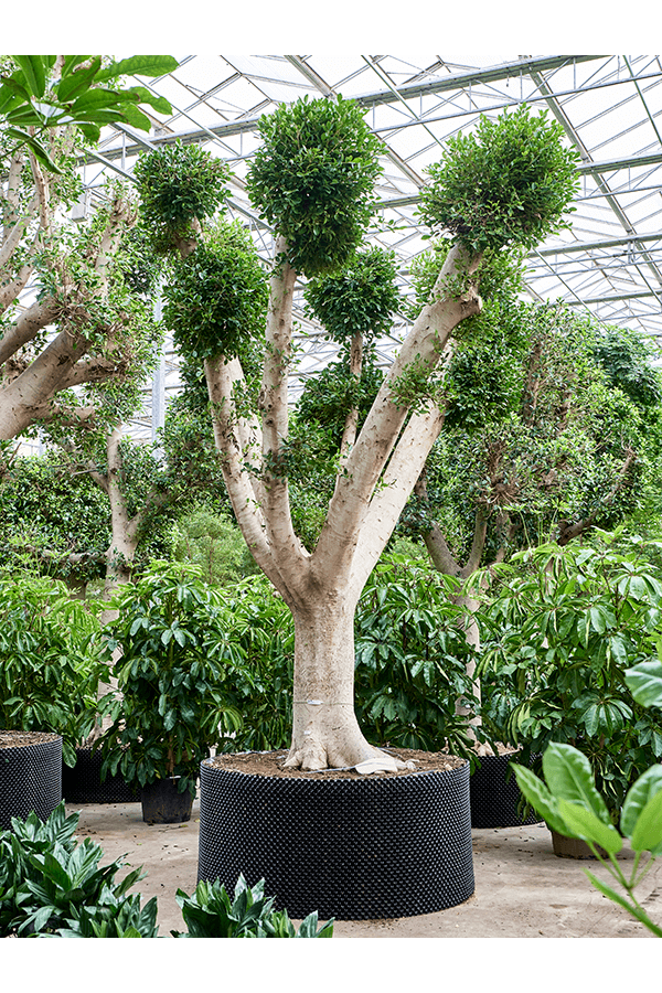 Ficus Microcarpa Nitida
