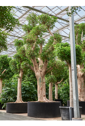 Ficus Microcarpa Nitida (600-700)