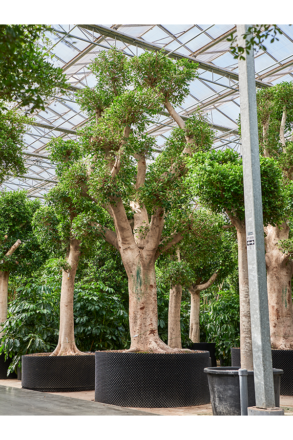 Ficus Microcarpa Nitida (600-700)