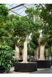 Ficus Microcarpa Nitida