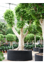 Ficus Microcarpa Nitida