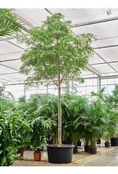 Bulnesia Arborea(500-600)