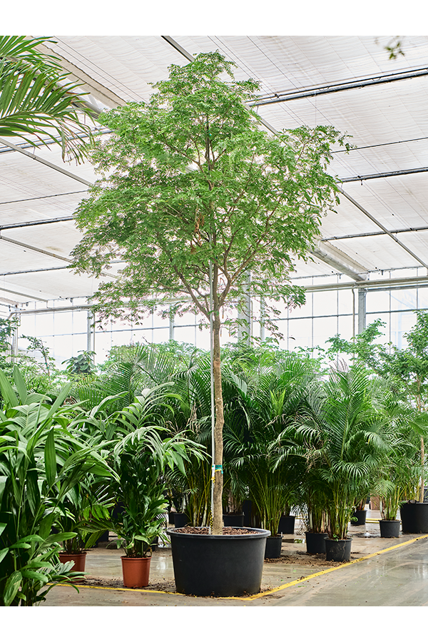 Bulnesia Arborea(500-600)