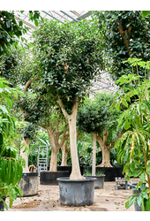 Ficus Rubiginosa Australis