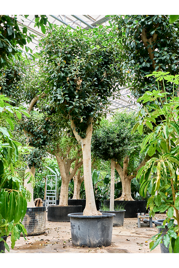Ficus Rubiginosa Australis