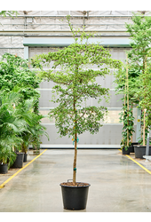 Bucida Buceras Shady Lady (300-350)