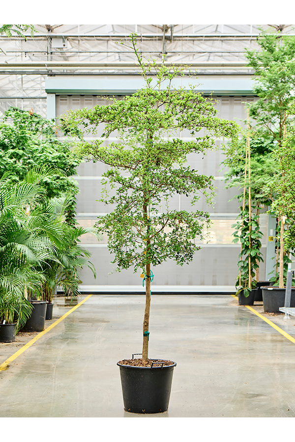Bucida Buceras Shady Lady (300-350)