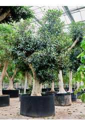 Ficus Rubiginosa Australis