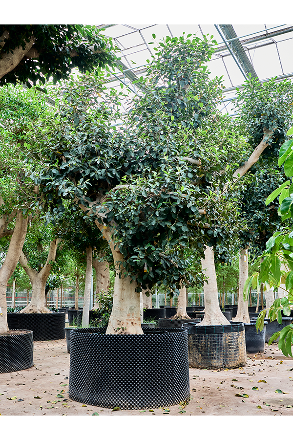 Ficus Rubiginosa Australis