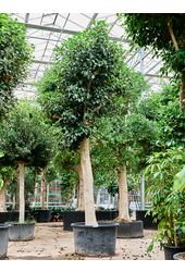 Ficus Rubiginosa Australis