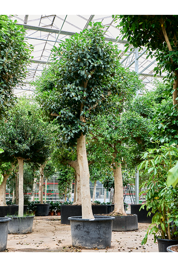 Ficus Rubiginosa Australis