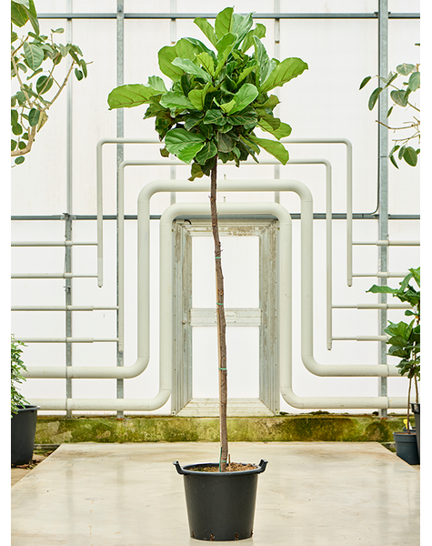 Ficus
