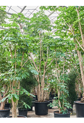 Schefflera Actinophylla Amate