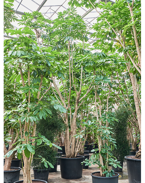 Schefflera