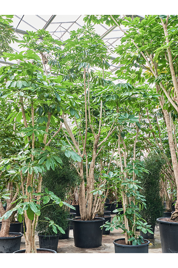Schefflera Actinophylla Amate