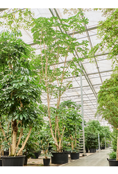 Schefflera Actinophylla Amate (800-900)