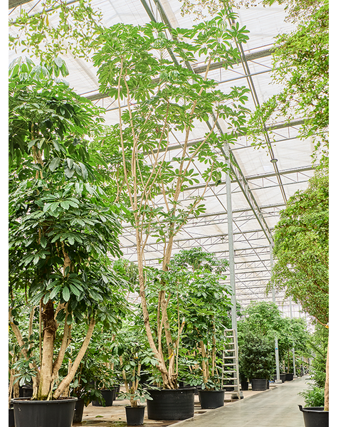 Schefflera