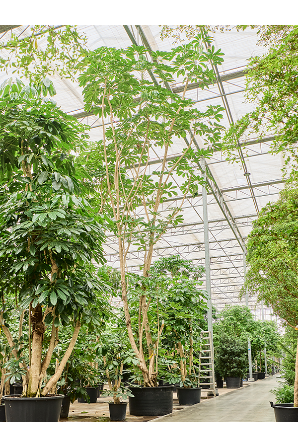 Schefflera Actinophylla Amate (800-900)