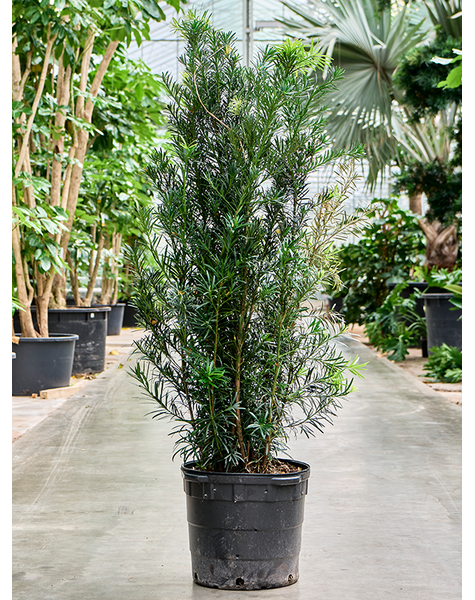 Podocarpus