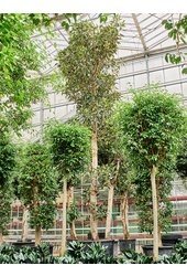 Ficus Macrophylla