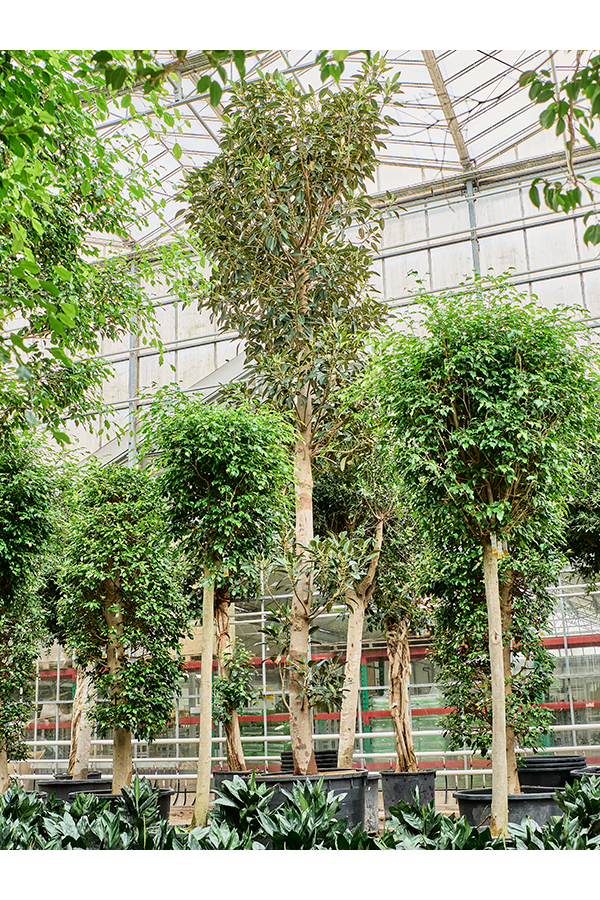 Ficus Macrophylla