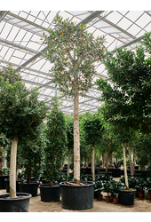 Ficus Macrophylla