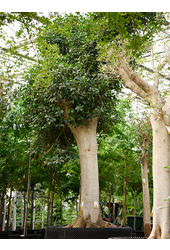 Ficus Rubiginosa Australis