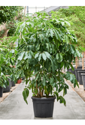 Schefflera Actinophylla Amate