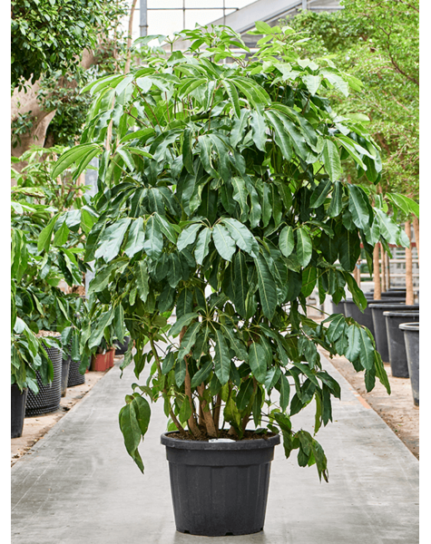Schefflera