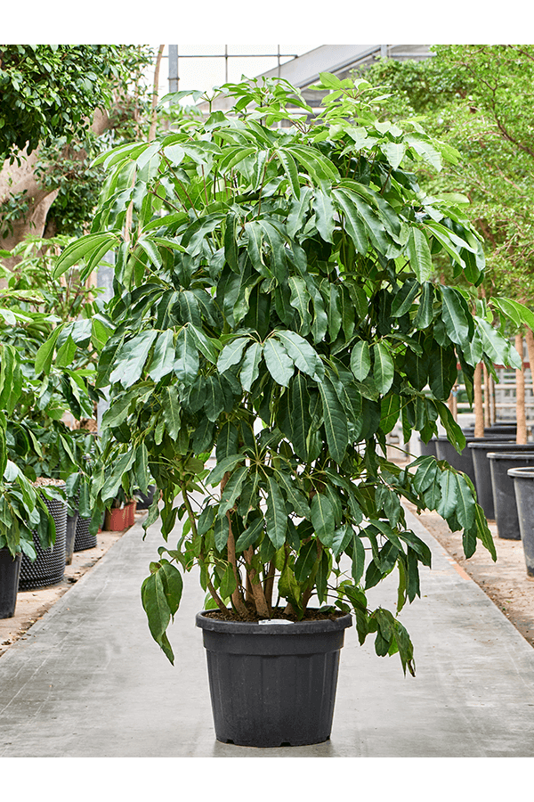 Schefflera Actinophylla Amate