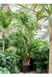 Caryota Mitis (650-725)