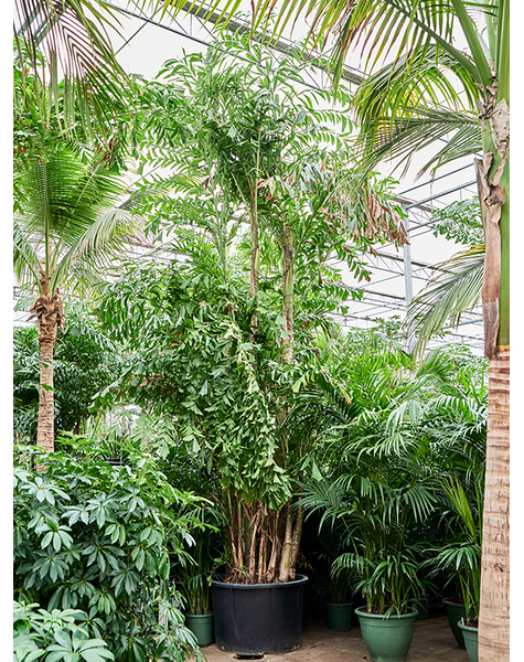 Caryota