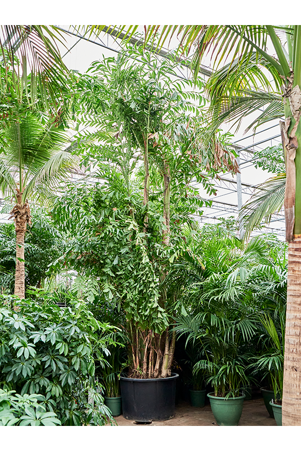 Caryota Mitis (650-725)