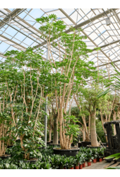 Schefflera Actinophylla Amate (800-850)
